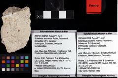 Foto (Objket + Etiketten) von Bullariscus arcuotorus (Robins, Feldmann & Schweitzer, 2013) 